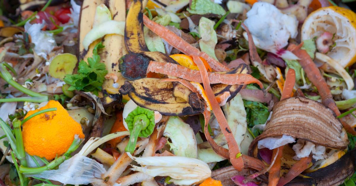 A restaurant’s compost bin has banana, carrot, orange, and other fruit and vegetable peelings.
